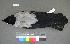  (Corvus cornix - USNM 641315)  @14 [ ] Copyright  Smithsonian Institution 2010 Unspecified