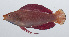  (Cirrhilabrus rubripinnis - PIL-200)  @11 [ ] CreativeCommons  Attribution Non-Commercial (by-nc) (2014) Unspecified Smithsonian Institution National Museum of Natural History