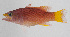  (Liopropoma aragai - PIL-372)  @11 [ ] CreativeCommons  Attribution Non-Commercial (by-nc) (2014) Unspecified Smithsonian Institution National Museum of Natural History