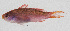  (Luzonichthys waitei - PIL-414)  @11 [ ] CreativeCommons  Attribution Non-Commercial (by-nc) (2014) Unspecified Smithsonian Institution National Museum of Natural History