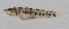  (Gobiopsis springeri - PIL-437)  @11 [ ] CreativeCommons  Attribution Non-Commercial (by-nc) (2014) Unspecified Smithsonian Institution National Museum of Natural History