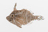  (Acreichthys radiatus - PHISH-038)  @11 [ ] CreativeCommons  Attribution Non-Commercial (by-nc) (2016) Unspecified Smithsonian Institution National Museum of Natural History