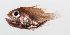  (Siphamia jebbi - PHISH-066)  @11 [ ] CreativeCommons  Attribution Non-Commercial (by-nc) (2016) Unspecified Smithsonian Institution National Museum of Natural History