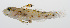  (Fusigobius melacron - PHISH-072)  @11 [ ] CreativeCommons  Attribution Non-Commercial (by-nc) (2016) Unspecified Smithsonian Institution National Museum of Natural History