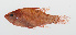  (Fowleria flammea - PHISH-120)  @11 [ ] CreativeCommons  Attribution Non-Commercial (by-nc) (2016) Unspecified Smithsonian Institution National Museum of Natural History