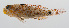  (Asterropteryx bipunctata - PHISH-139)  @11 [ ] CreativeCommons  Attribution Non-Commercial (by-nc) (2016) Unspecified Smithsonian Institution National Museum of Natural History