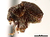  (Acacicis granulicollis - CCDB-30438-D12)  @11 [ ] CreativeCommons - Attribution (2018) CBG Photography Group Smithsonian Institution