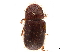  (Ozopemon fuscicollis - CCDB-30438-E10)  @11 [ ] CreativeCommons - Attribution (2018) CBG Photography Group Smithsonian Institution