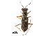  (Odontocheila luridipes - CCDB-30439-H06)  @11 [ ] CreativeCommons - Attribution (2018) CBG Photography Group Smithsonian Institution