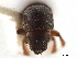  (Xyleborus dentatus - CCDB-30440-G05)  @11 [ ] CreativeCommons - Attribution (2018) CBG Photography Group Smithsonian Institution