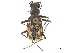  (Cylindera apiata - CCDB-30441-A11)  @11 [ ] CreativeCommons - Attribution (2018) CBG Photography Group Smithsonian Institution