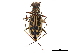  (Lophyra fasciculicornis - CCDB-30441-C03)  @11 [ ] CreativeCommons - Attribution (2018) CBG Photography Group Smithsonian Institution