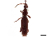  (Cerobates laevipennis - CCDB-30442-E03)  @11 [ ] CreativeCommons - Attribution (2018) CBG Photography Group Smithsonian Institution