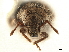  (Rhypodillus brevicollis - CCDB-30449-A08)  @11 [ ] CreativeCommons - Attribution (2018) CBG Photography Group Smithsonian Institution