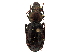  (Trigonotoma lewisii - CCDB-30450-H09)  @11 [ ] CreativeCommons - Attribution (2018) CBG Photography Group Smithsonian Institution