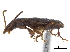  (Kenodactylus audouini - CCDB-30452-C07)  @11 [ ] CreativeCommons - Attribution (2018) CBG Photography Group Smithsonian Institution