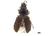  (Anaulacus ciliatus - CCDB-30452-G02)  @11 [ ] CreativeCommons - Attribution (2018) CBG Photography Group Smithsonian Institution