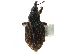 (Coelocephalapion pigrae - CCDB-30453-D09)  @11 [ ] CreativeCommons - Attribution (2018) CBG Photography Group Smithsonian Institution