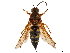  (Sphecius speciosus - CCDB-32134-D08)  @14 [ ] CreativeCommons - Attribution (2018) CBG Photography Group Smithsonian Institution