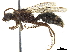  (Pseudophotopsis komarovii - CCDB-32137-A03)  @13 [ ] CreativeCommons - Attribution (2018) CBG Photography Group Smithsonian Institution