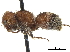  (Myrmilloides grandiceps - CCDB-32137-B02)  @11 [ ] CreativeCommons - Attribution (2018) CBG Photography Group Smithsonian Institution