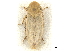  (Rhytistylus proceps - CCDB-32960-E10)  @11 [ ] CreativeCommons - Attribution (2019) CBG Photography Group Smithsonian Institution