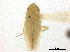  (Linnavuoriella arcuata - CCDB-32960-G10)  @11 [ ] CreativeCommons - Attribution (2019) CBG Photography Group Smithsonian Institution