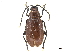  (Pseudodera - CCDB-32966-B03)  @11 [ ] CreativeCommons - Attribution (2019) CBG Photography Group Smithsonian Institution