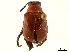  (Megalopodinae - CCDB-32969-D11)  @11 [ ] CreativeCommons - Attribution (2019) CBG Photography Group Smithsonian Institution