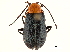  (Cneorane cariosipennis - CCDB-32969-F08)  @11 [ ] CreativeCommons - Attribution (2019) CBG Photography Group Smithsonian Institution