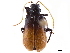 (Haplosomoides plicata - CCDB-32969-H08)  @11 [ ] CreativeCommons - Attribution (2019) CBG Photography Group Smithsonian Institution