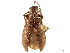  (Kumbornia tuberculata - CCDB-32970-A03)  @11 [ ] CreativeCommons - Attribution (2019) CBG Photography Group Smithsonian Institution