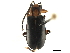  (Phyllecthris dorsalis - CCDB-32970-E01)  @11 [ ] CreativeCommons - Attribution (2019) CBG Photography Group Smithsonian Institution