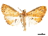  (Aureopteryx argentistriata - CCDB-32971-A02)  @11 [ ] CreativeCommons - Attribution (2019) CBG Photography Group Smithsonian Institution