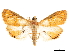  (Aureopteryx argentistriata - CCDB-32971-A03)  @11 [ ] CreativeCommons - Attribution (2019) CBG Photography Group Smithsonian Institution