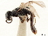  (Pristocera rhodesiae - CCDB-34061-B03)  @11 [ ] CreativeCommons - Attribution (2019) CBG Photography Group Smithsonian Institution