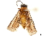  (Inea bicolorata - CCDB-34061-G11)  @11 [ ] CreativeCommons - Attribution (2019) CBG Photography Group Smithsonian Institution