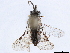  (Aphymatocera - CCDB-34062-H11)  @11 [ ] CreativeCommons - Attribution (2019) CBG Photography Group Smithsonian Institution