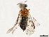  (Onychostethomostus insularis - CCDB-34063-C04)  @11 [ ] CreativeCommons - Attribution (2019) CBG Photography Group Smithsonian Institution