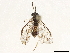  (Pseudohemitaxonus dryopteridis - CCDB-34063-H11)  @11 [ ] CreativeCommons - Attribution (2019) CBG Photography Group Smithsonian Institution