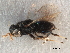  (Entedononecremnus hansoni - CCDB-34065-G03)  @11 [ ] CreativeCommons - Attribution (2019) CBG Photography Group Smithsonian Institution