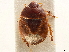  (Amaurocorinae - CCDB-34067-C03)  @11 [ ] CreativeCommons - Attribution (2019) CBG Photography Group Smithsonian Institution