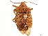  (Apoecilus bracteatus - CCDB-34067-F07)  @11 [ ] CreativeCommons - Attribution (2019) CBG Photography Group Smithsonian Institution