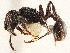  (Patagonomyrmex angustus - CCDB-34068-E08)  @11 [ ] CreativeCommons - Attribution (2019) CBG Photography Group Smithsonian Institution