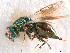  (Ormocerus - CCDB-34069-D07)  @15 [ ] CreativeCommons - Attribution (2019) CBG Photography Group Smithsonian Institution