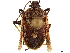  (Oncocoris - CCDB-34070-B04)  @11 [ ] CreativeCommons - Attribution (2019) CBG Photography Group Smithsonian Institution