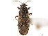  (Heterogaster behrensii - CCDB-34071-F08)  @11 [ ] CreativeCommons - Attribution (2019) CBG Photography Group Smithsonian Institution