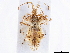  (Phyllomorpha laciniata laciniata - CCDB-34073-G11)  @11 [ ] CreativeCommons - Attribution (2019) CBG Photography Group Smithsonian Institution