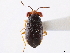  (Stenogeocoris - CCDB-34074-D02)  @11 [ ] CreativeCommons - Attribution (2019) CBG Photography Group Smithsonian Institution