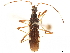  (Orthaea procincta - CCDB-34074-H05)  @11 [ ] CreativeCommons - Attribution (2019) CBG Photography Group Smithsonian Institution